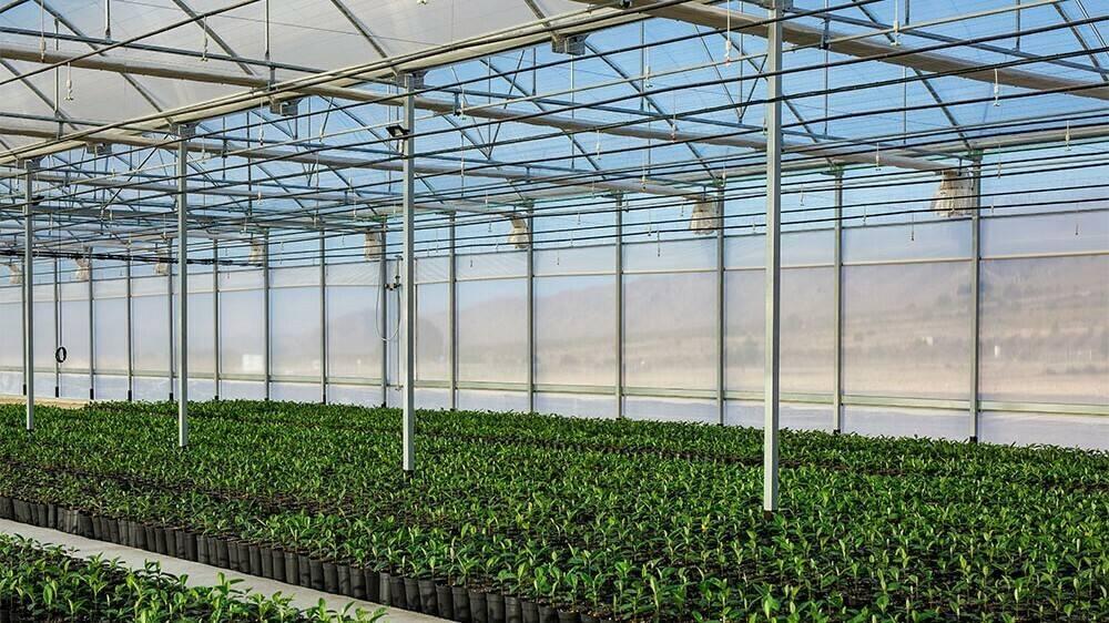 nispero-novagric-plantas|carmen-diego-novagric-nispero|87878